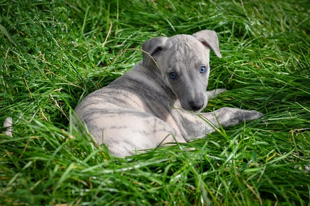 Whippet Dogs Razza - Prezzo, Temperamento & Foto | AnnunciAnimali