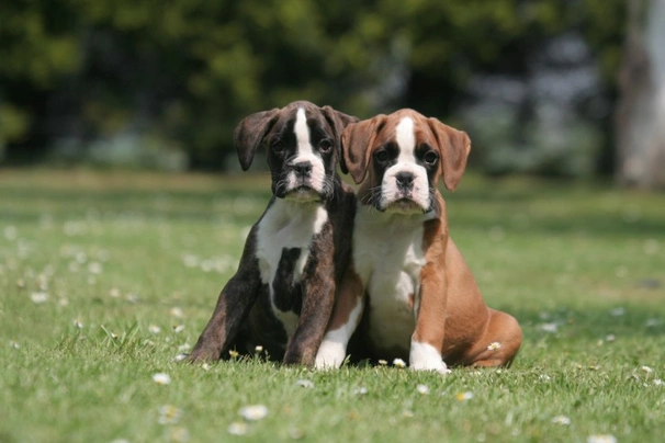Německý boxer Dogs Informace - velikost, povaha, délka života & cena | iFauna
