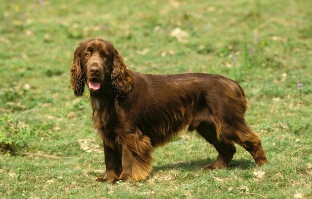 Field spaniel puppies for hot sale adoption