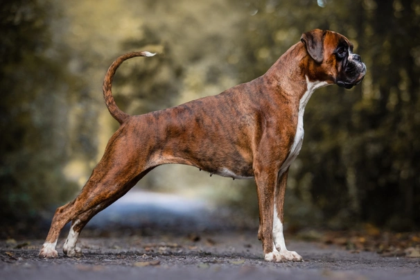 Meet the Breed -Mini Boxer  Miniature dogs, Dog breeds, Boxer dogs