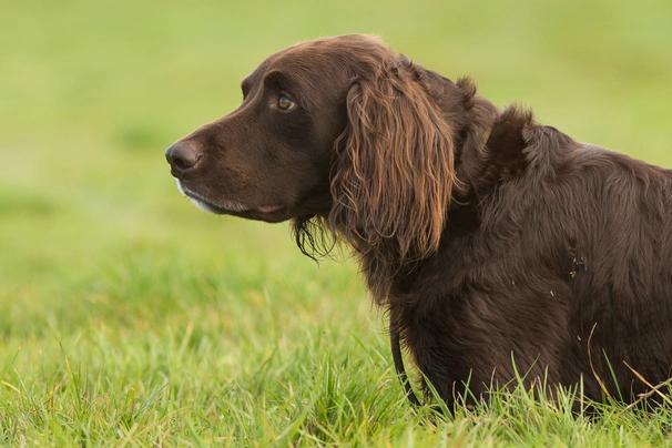 German Longhaired Pointer Dogs Breed - Information, Temperament, Size & Price | Pets4Homes