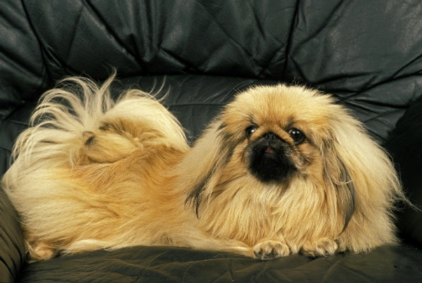 Pekingese Dogs Breed - Information, Temperament, Size & Price | Pets4Homes