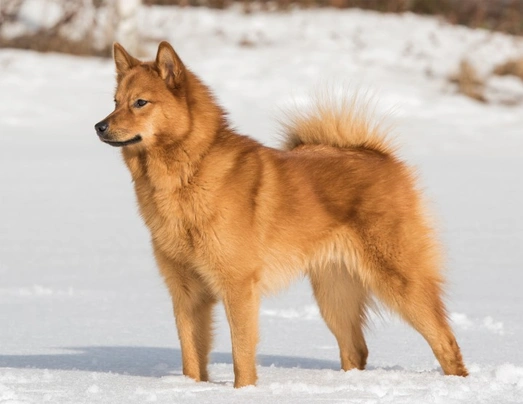 Finský špic Dogs Informace - velikost, povaha, délka života & cena | iFauna
