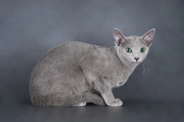 Russian Blue Cats Breed | Facts, Information and Advice | Pets4Homes