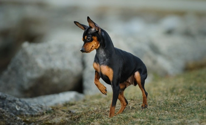 Male 2024 miniature pinscher