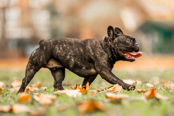 Francouzský buldoček Dogs Plemeno / Druh: Povaha, Délka života & Cena | iFauna