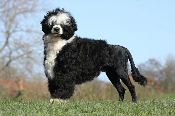 Portugese Waterhond Dogs Ras: Karakter, Levensduur & Prijs | Puppyplaats