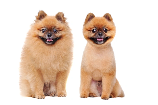 Pomeranian Dogs Breed - Information, Temperament, Size & Price | Pets4Homes