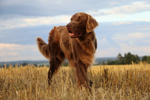 Flat coated retrívr Dogs Informace - velikost, povaha, délka života & cena | iFauna