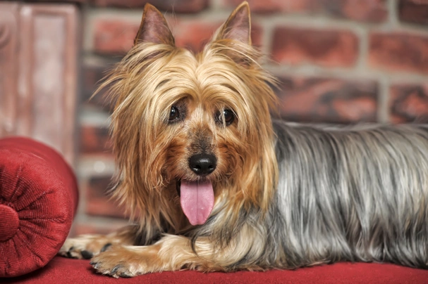 Silky terrier best sale maltese puppies