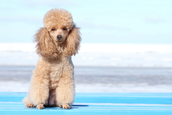 Pudl trpasličí Dogs Informace - velikost, povaha, délka života & cena | iFauna
