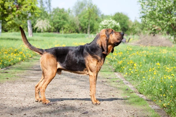 Bloodhound puppy for store sale