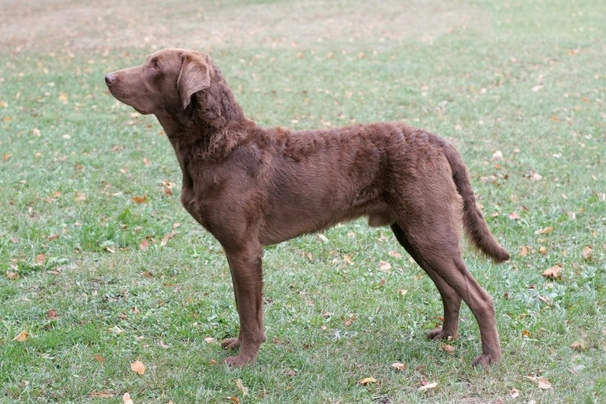 Chesapeake Bay Retriever Dogs Breed | Facts, Information and Advice | Pets4Homes