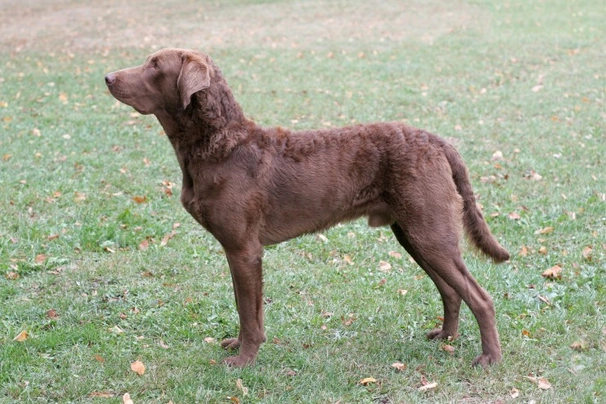 Chesapeake Bay retrívr Dogs Informace - velikost, povaha, délka života & cena | iFauna