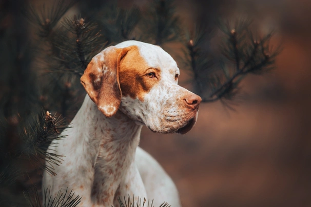 Pointer Dogs Ras: Karakter, Levensduur & Prijs | Puppyplaats