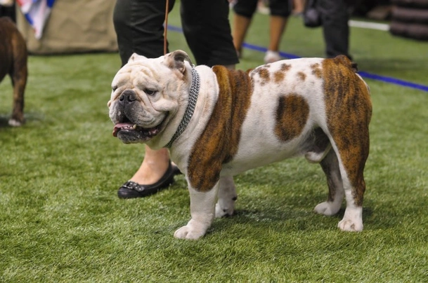 English Bulldog Dogs Breed | Facts, Information and Advice | Pets4Homes
