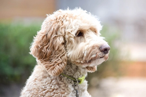 Chocolate labradoodle best sale turning grey