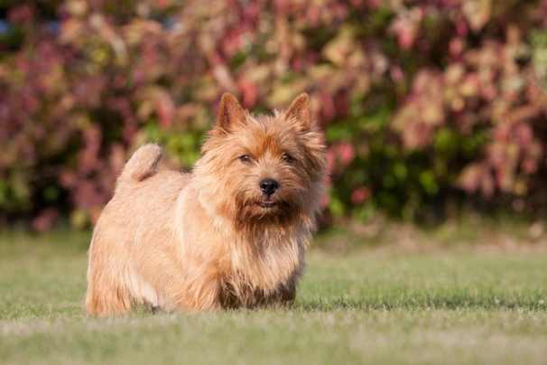 Norvičský teriér Dogs Informace - velikost, povaha, délka života & cena | iFauna