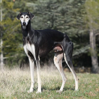 Sloughi Dogs Ras: Karakter, Levensduur & Prijs | Puppyplaats