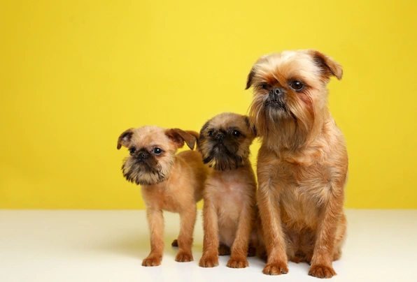 Griffon Bruxellois Dogs Ras: Karakter, Levensduur & Prijs | Puppyplaats