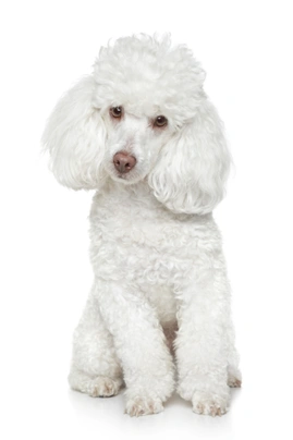 Toy Poodle Dogs Breed - Information, Temperament, Size & Price | Pets4Homes