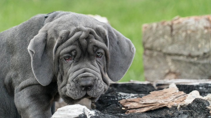 Mastino Napoletano Dogs Razza - Prezzo, Temperamento & Foto | AnnunciAnimali