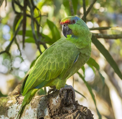 Amazoňan modrobradý Birds Informace - velikost, povaha, délka života & cena | iFauna
