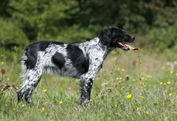 Bretaňský ohař Dogs Informace - velikost, povaha, délka života & cena | iFauna