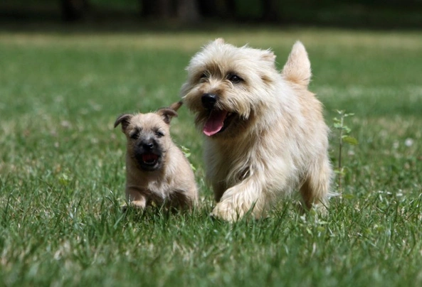 Cairn Terrier Dogs Raza - Características, Fotos & Precio | MundoAnimalia