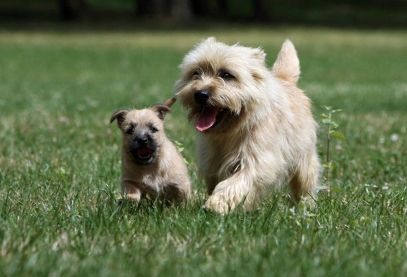 Cairn teriér Dogs Plemeno / Druh: Povaha, Délka života & Cena | iFauna