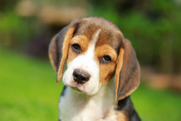 Beagle Dogs Razza - Prezzo, Temperamento & Foto | AnnunciAnimali