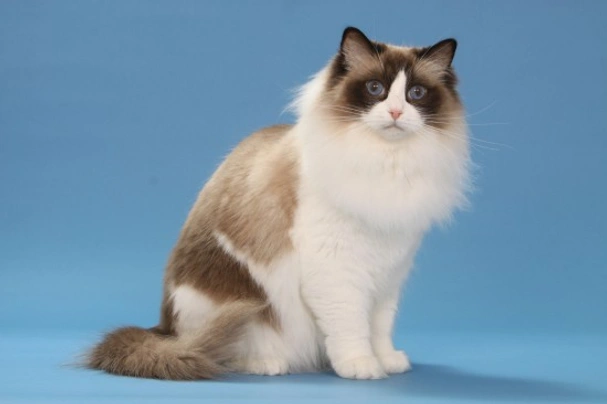 Ragdoll Cats Informace - velikost, povaha, délka života & cena | iFauna