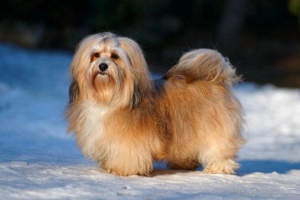 Reputable havanese hot sale breeders