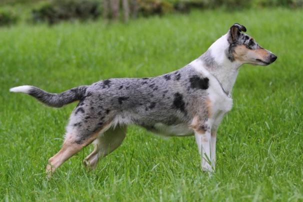 Merle best sale smooth collie