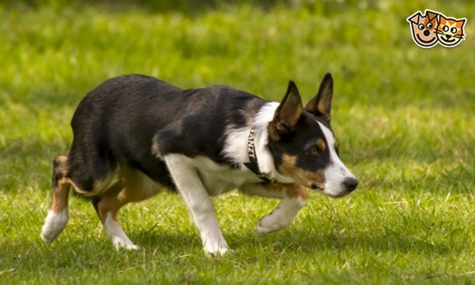 Welsh Collie Dogs Breed - Information, Temperament, Size & Price | Pets4Homes