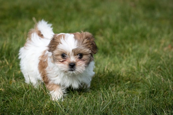 A miniature shih store tzu