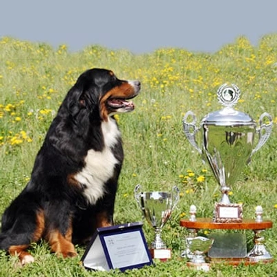 Bernese Mountain Dog Dogs Breed - Information, Temperament, Size & Price | Pets4Homes