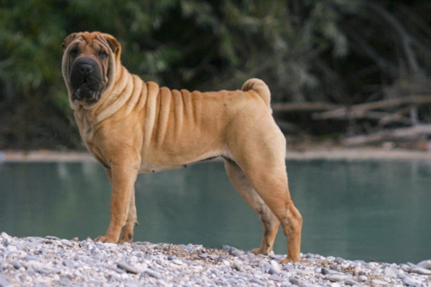 Shar pei hot sale x mastiff