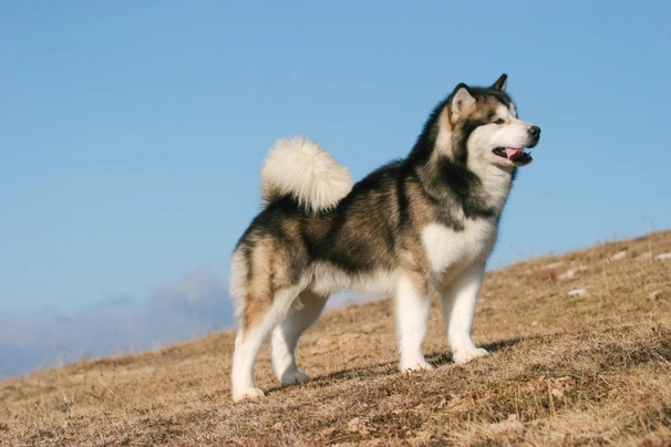 los malamutes de alaska son buenos primeros perros