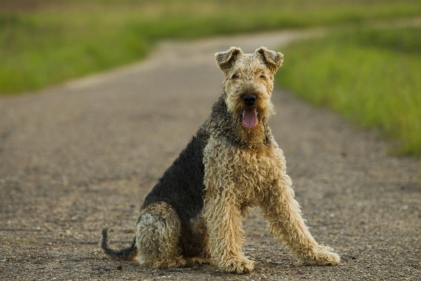 Airedale Terriër Dogs Ras: Karakter, Levensduur & Prijs | Puppyplaats