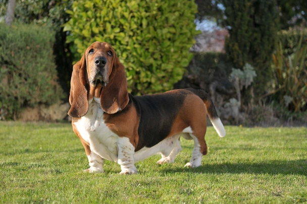 cuanto debe comer un basset hound al dia