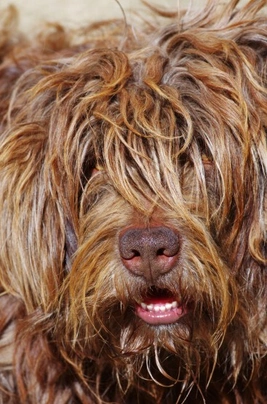 Cão da Serra de Aires Dogs Raza | Datos, Aspectos destacados y Consejos de compra | MundoAnimalia