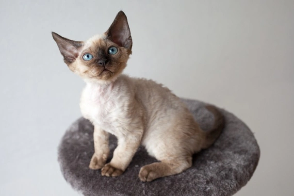 Devon Rex Cats Razza - Prezzo, Temperamento & Foto | AnnunciAnimali