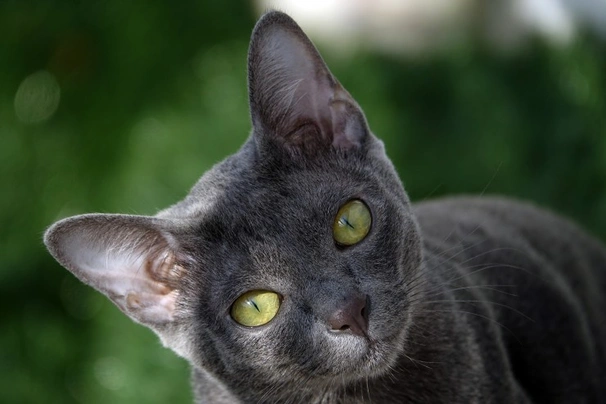 Korat Cats Breed - Information, Temperament, Size & Price | Pets4Homes