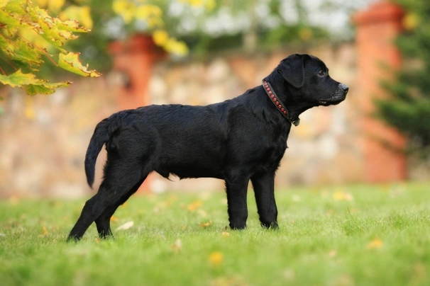 Labradorský retrívr Dogs Informace - velikost, povaha, délka života & cena | iFauna