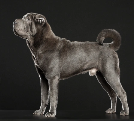 Shar Pei Dogs Breed - Information, Temperament, Size & Price | Pets4Homes