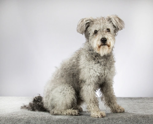 Pumi Dogs Ras: Karakter, Levensduur & Prijs | Puppyplaats