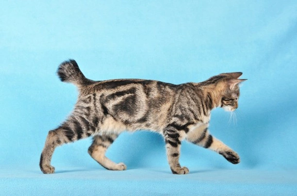 Kurilian Bobtail Cats Breed - Information, Temperament, Size & Price | Pets4Homes