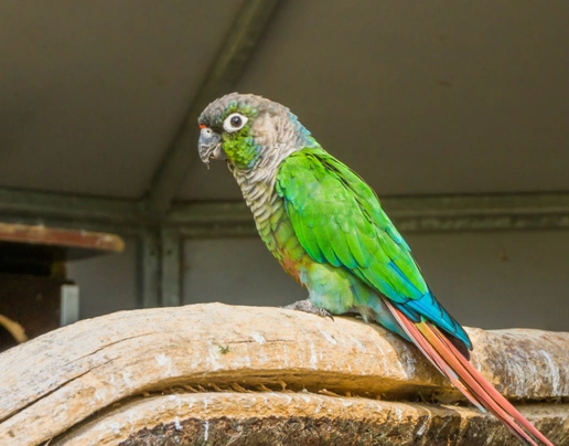 Pyrura zelenolící Birds Informace - velikost, povaha, délka života & cena | iFauna