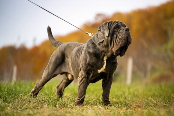 Neapolský mastin Dogs Informace - velikost, povaha, délka života & cena | iFauna